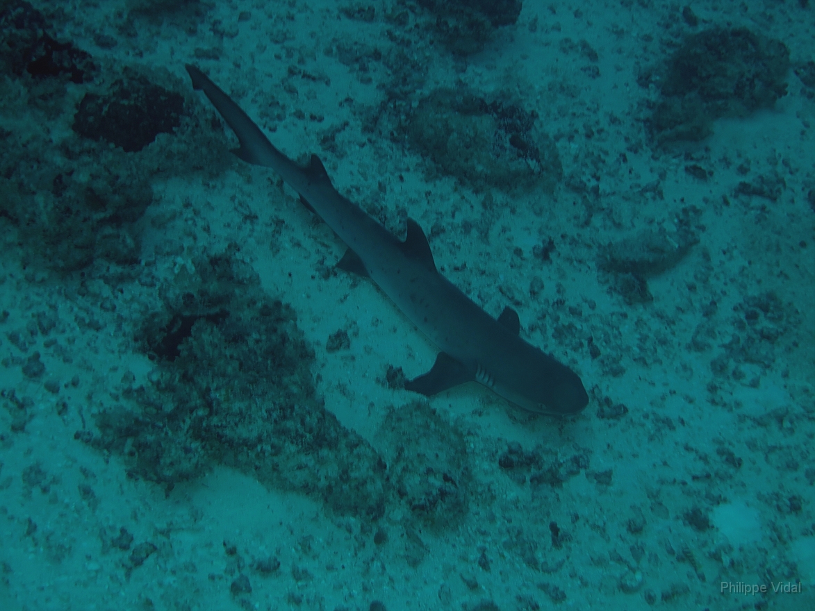 Velidhu - 2013_03_11 - IMG_0449rf_Requin corail ou Aileron blanc du lagon - Triaenodon obesus_Gangehi kandu_Plongee .jpg